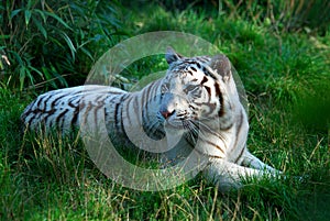 White Tiger