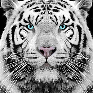 White Tiger