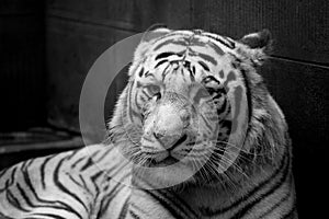 White tiger