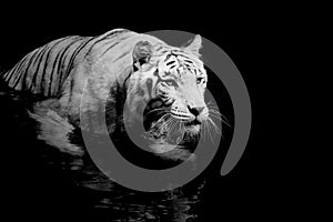 White Tiger