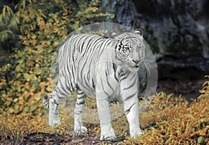 White tiger