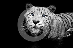 White Tiger