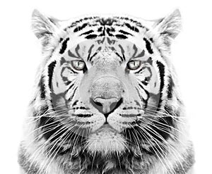 White tiger