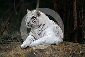 White tiger