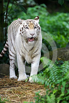 White Tiger