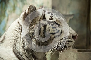 White tiger