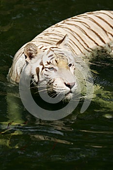 White Tiger