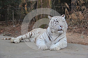 White tiger