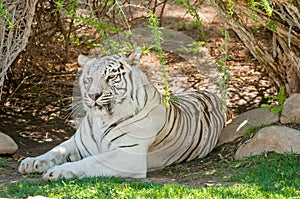 White Tiger