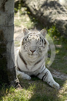 White Tiger