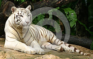 White Tiger