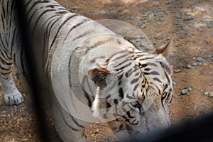 White Tiger