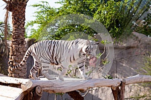 White tiger