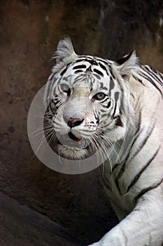 White tiger