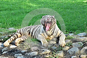 White tiger