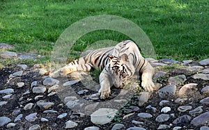 White tiger