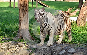 White tiger