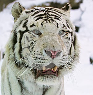 White tiger