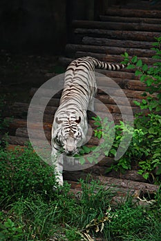 White tiger