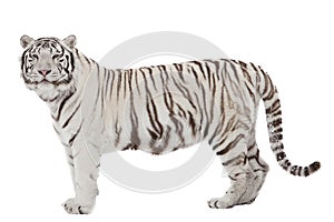 White tiger