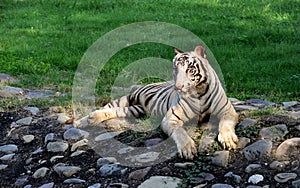 White Tiger