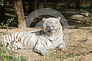 White tiger