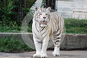 White tiger