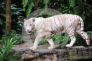 White tiger