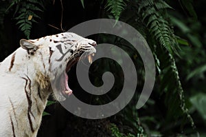 White Tiger