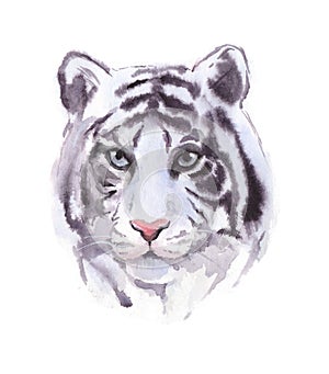 White tiger