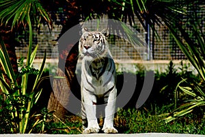 white tiger