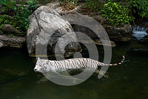 White tiger