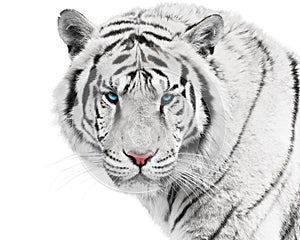 White tiger