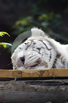 White tiger