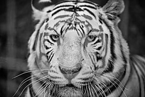 Big white tiger close-up