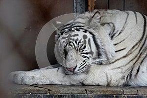 White tiger animals cat zoo