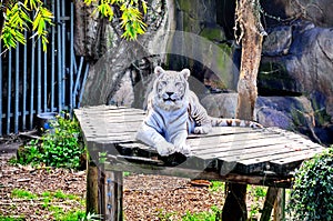 White Tiger at Audubon Zoo