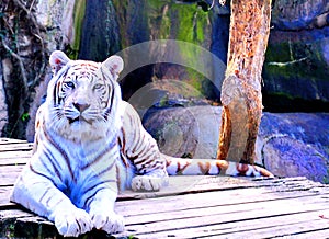 White Tiger at Audubon Zoo