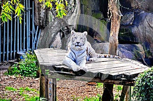 White Tiger at Audubon Zoo photo