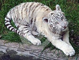 White Tiger Baby looking into the camera from below.