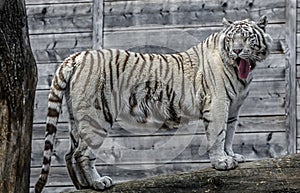 White tiger on the beam 2