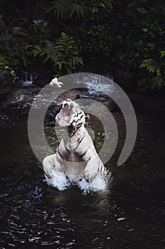 A white tiger beeing fed