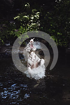 A white tiger beeing fed