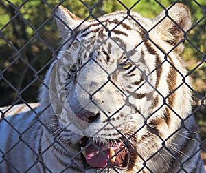 A White Tiger Behind a Chain Link Fence