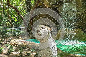 White tiger behind wire fence