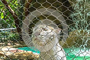 White tiger behind wire fence, close up view