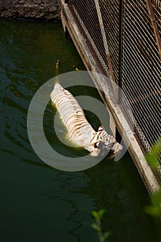 A white tiger of bengala swimming photo
