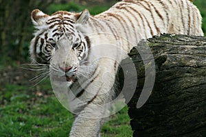 White tiger, Big Cat Sanctuary