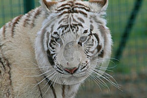 White tiger, Big Cat Sanctuary