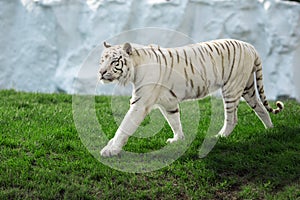 White Tiger